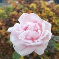 Rosa rugosa (Růže svraskalá 'Conrad Ferdinand Meyer' - květ v listopadu)