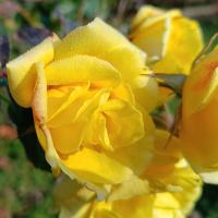 Rosa (Růže 'Lichtkönigin Lucia' - Sadové růže)