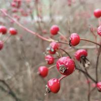 Rosa virginiana (Růže virginská - šípky)