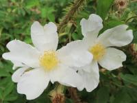 Rosa x paulii (Růže)