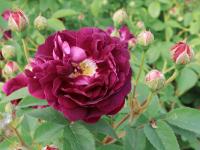 Rosa (Růže 'Generál Štefanik' - Sadové růže)