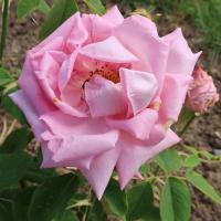 Rosa (Růže 'Georg Arends' - Velkokvěté růže)