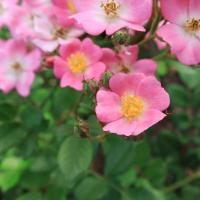 Rosa (Růže 'Badau Lina Emléke' - Pokryvné růže)