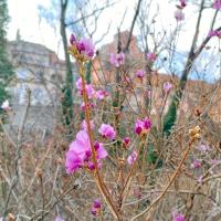 Rhododendron mucronulatum (Pěnišník špičatolistý)