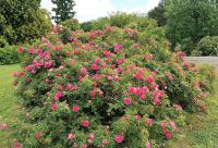 Rosa (Růže 'Milevsko' - Sadové růže)