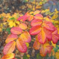 Rosa rugosa (Růže svraskalá 'Souvenir de Trelazé')