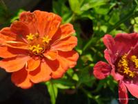 Zinnia elegans (Ostálka sličná)