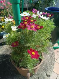 Cosmos bipinnatus (Krásenka zpeřená 'Casanova Mini Red')