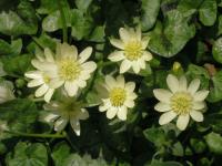 Ficaria verna (Orsej jarní 'Randals White')