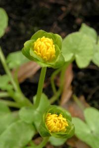 Ficaria verna (Orsej jarní 'Yaffle')