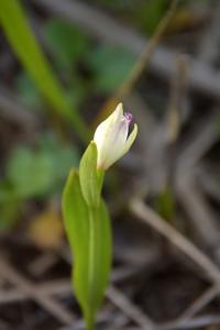 Pogonia minor (Pogonia)
