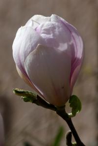 Magnolia (Šácholan)