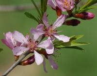 Prunus tenella (Mandloň nízká)