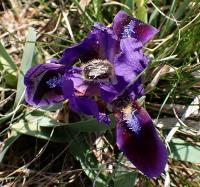 Iris pumila (Kosatec nízký)