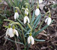 Galanthus nivalis (Sněženka podsněžník)