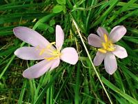 Colchicum autumnale (Ocún jesenní)