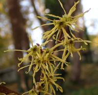 Hamamelis virginiana (Vilín viržinský)