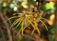 Hamamelis virginiana (Vilín viržinský)