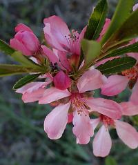 Prunus tenella (Mandloň nízká)