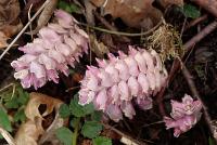 Lathraea squamaria (Podbílek šupinatý)