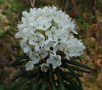 Rhododendron tomentosum (Rojovník bahenní)