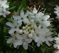 Rhododendron tomentosum (Rojovník bahenní)
