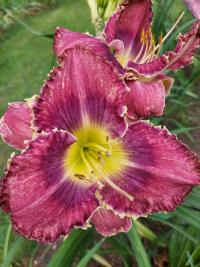 Hemerocallis (Denivka 'Stippled Statement')
