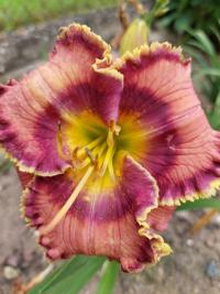 Hemerocallis (Denivka 'Blue Martini')