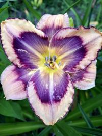 Hemerocallis (Denivka 'Blue Jay Tapestry')