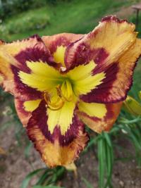 Hemerocallis (Denivka 'Retro Afternoon')