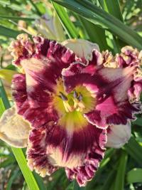 Hemerocallis (Denivka 'Double Helix')