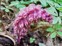 Lathraea squamaria (Podbílek šupinatý)