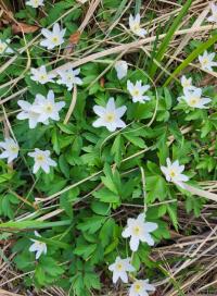 Anemone nemorosa (Sasanka hajní)