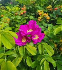 Rosa rugosa (Růže svraskalá)
