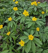 Anemone ranunculoides (Sasanka pryskyřníkovitá)