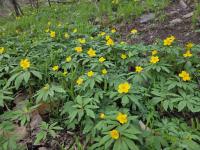 Anemone ranunculoides (Sasanka pryskyřníkovitá)