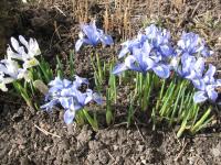 Iris reticulata (Kosatec síťkovaný)