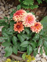 Dahlia (Jiřinka 'Gallery Matisse')
