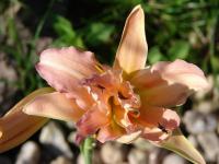 Hemerocallis (Denivka)