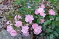 Rosa (Půdopokryvná růže Lovely fairy)