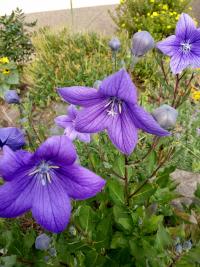 Platycodon grandiflorus (Zvonkovec velkokvětý)